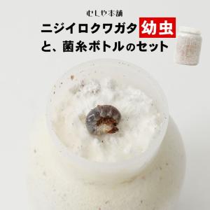 ニジイロクワガタ 1令〜2令幼虫10頭+新鮮な菌糸ボトル10個のセット