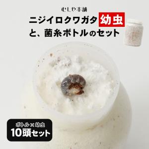 ニジイロクワガタ 1令〜2令幼虫5頭+新鮮な菌糸ボトル5個のセット