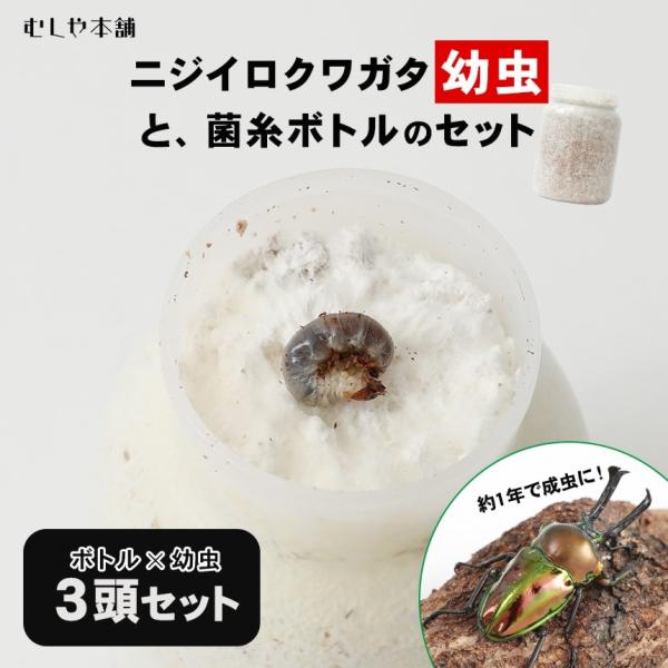 ニジイロクワガタ　1令〜2令幼虫3頭+新鮮な菌糸ボトル3個のセット