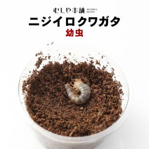 ニジイロクワガタ 幼虫 1頭｜mushiya-honpo
