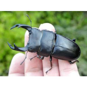 国産オオクワガタ 大型オス70ｍｍ以上メスペア