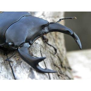 国産オオクワガタ 大型オス70mm以上メスペアの詳細画像1