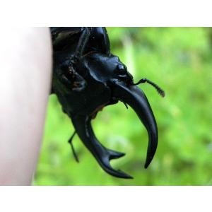 国産オオクワガタ 大型オス70mm以上メスペアの詳細画像2