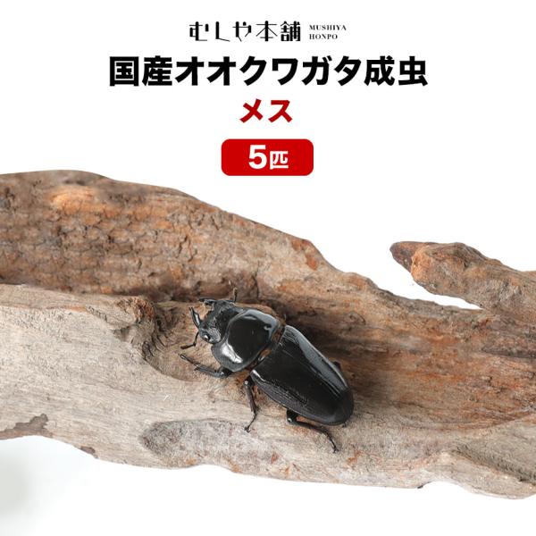 「産卵確認済み」国産オオクワガタ 成虫 メス 単品 LLサイズ 45〜46ミリ  5匹  クワガタ ...