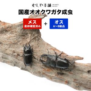 国産 オオクワガタ 成虫 オス単品 特大サイズ クワガタ 昆虫 生体