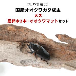 新成虫 国産 オオクワガタ 成虫 メス単品 特大サイズ 52ミリ オオクワ