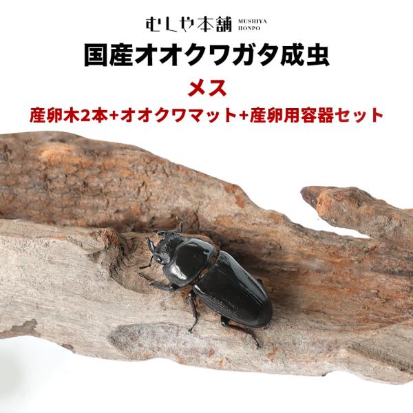 【「産卵確認済み」国産オオクワガタ 成虫 メス1匹+産卵木（M〜L）2本+オオクワマット（2L）+産...