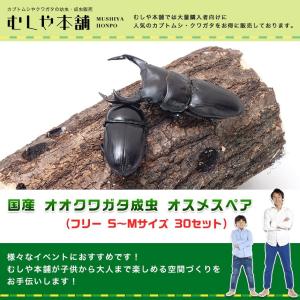 カブトムシ・クワガタの展示会用成虫のセット-A（小型〜中型6種類
