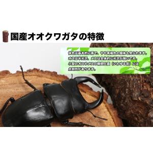 国産 オオクワガタ幼虫 1〜2令 1頭の詳細画像2