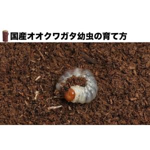 国産 オオクワガタ幼虫 1〜2令 1頭の詳細画像3