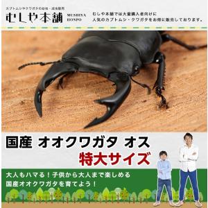 国産 オオクワガタ 成虫 オス単品 特大サイズ】クワガタ 昆虫 生体