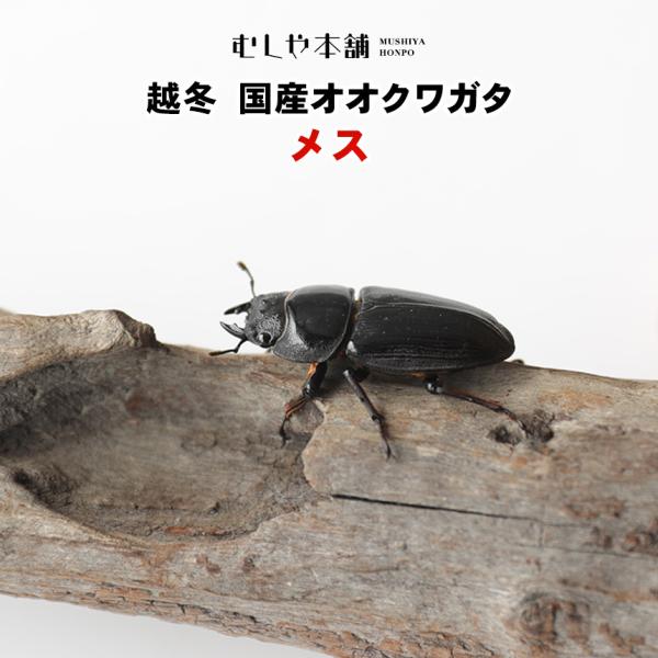 【越冬 国産オオクワガタ 成虫 メス単品 Mサイズ （40〜42ミリ）】クワガタ 昆虫 オオクワ 生...