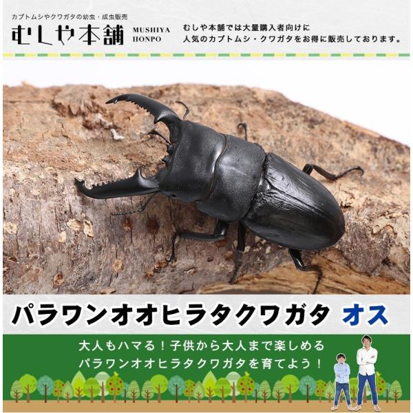 【パラワンオオヒラタクワガタ成虫 オス Mサイズ ブリード品】クワガタ ヒラタクワガタ 昆虫 ペット...