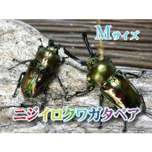 【ニジイロクワガタ成虫 オスメスペア  Mサイズ】 外国産クワガタ クワガタ幼虫 クワガタ ニジイロ 生体 昆虫 ペット プレゼントに！｜mushiya-honpo