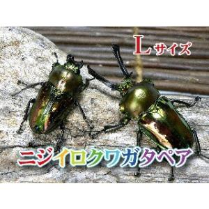 【ニジイロクワガタ 成虫 オスメスペア 特大サイズ】 外国産クワガタ クワガタ成虫 クワガタ ニジイロ 生体 昆虫 ペット プレゼントに！｜mushiya-honpo