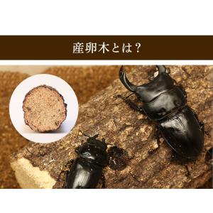 むしや本舗 産卵木 クヌギ XLサイズ オオク...の詳細画像2