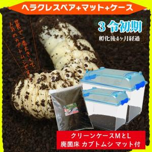 カブトムシが選べる！ヘラクレスオオカブト3令初期幼虫オスメスペア+昆虫マット20L+飼育ケース2個のセット】（ヘラクレスヘラクレスorヘラクレスリッキー）