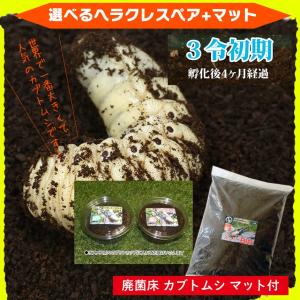 カブトムシ☆が選べる ヘラクレスオオカブト3令初期幼虫オスメスペア+カブトムシ マット 昆虫マット のセット ヘラクレスヘラクレスorヘラクレスリッキー
