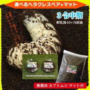 KY-1016 蝶の標本コレクション シボリアゲハ : 三宝堂Yahoo!店 - 通販