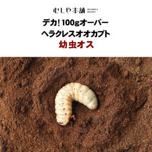 デカ 100gオーバー ヘラクレスオオカブト 幼虫 オス単品 100g〜109ｇ ヘラクレスヘラクレス ヘラクレス カブトムシ 幼虫 昆虫 生き物