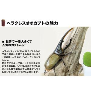 デカ 100gオーバー ヘラクレスオオカブト ...の詳細画像1