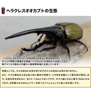 デカ 100gオーバー ヘラクレスオオカブト ...の詳細画像2