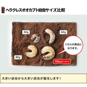 デカ 100gオーバー ヘラクレスオオカブト ...の詳細画像3