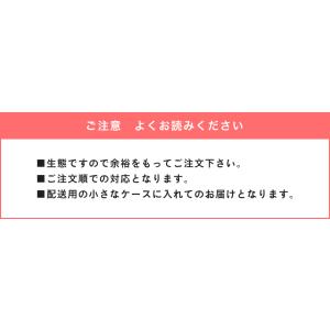 デカ 100gオーバー ヘラクレスオオカブト ...の詳細画像4