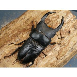 オオクワガタ(能勢)86ミリ♂♀ペア No.1419の詳細画像1