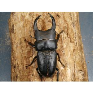 オオクワガタ(能勢)86ミリ♂♀ペア No.1419の詳細画像2