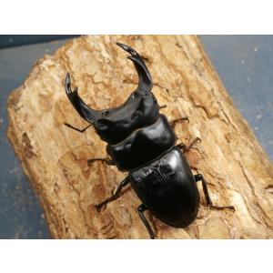 オオクワガタ（能勢）80ミリ♂♀ペア No.1490