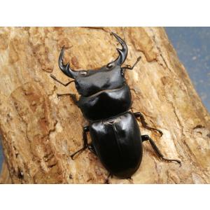 カミジョウオオクワ65ミリ♂♀ペア No.1871の商品画像