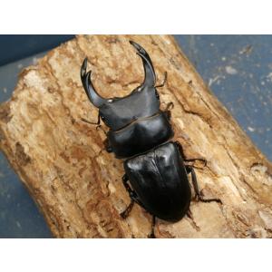 オオクワガタ(能勢産)78〜79ミリ♂♀ペア N...の商品画像