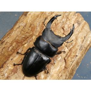 オオクワガタ(能勢産)78〜79ミリ♂♀ペア ...の詳細画像1