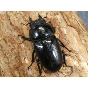 オオクワガタ(能勢産)78〜79ミリ♂♀ペア ...の詳細画像2