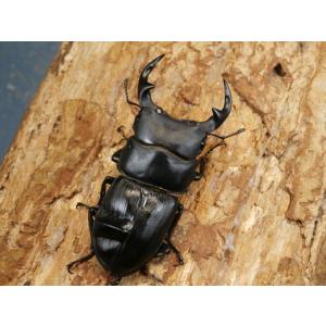 オオクワガタ(久留米)57ミリ♂♀ペア No....の詳細画像1