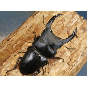 オオクワガタ(能勢産)初2令幼虫3頭 No.810の詳細画像1