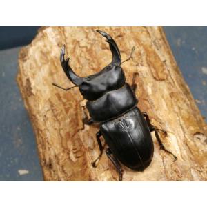 オオクワガタ（能勢産）80ミリ♂♀ペア No.9232