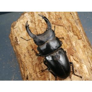 オオクワガタ（能勢）87ミリ♂♀ペア No.9933