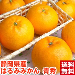 静岡県産 はるみみかん 青秀3ｋｇ