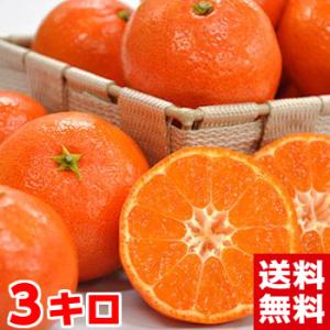 お歳暮 ギフト 香川県産 金時紅みかん3kg