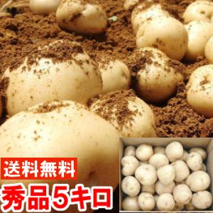 静岡県産 三方原馬鈴薯 2L・Lサイズ 秀品5kg