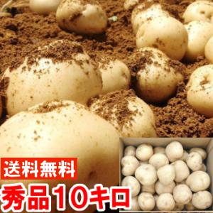 静岡県産 三方原馬鈴薯 Lサイズ 秀品10kg