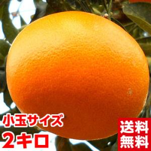 静岡県産 小玉せとか 青秀2kg