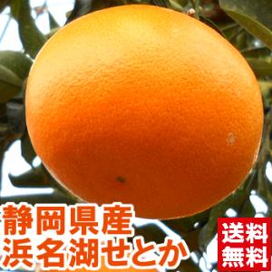 静岡県産 せとか 青秀2kg