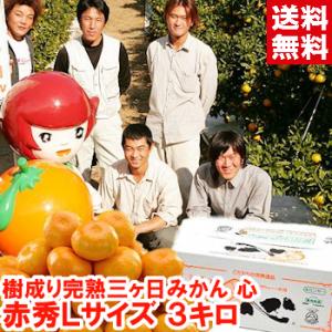 お歳暮 ギフト 静岡県産 樹成り完熟三ケ日みかん 心 赤秀Ｌサイズ3kg
