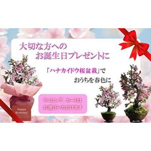 ハナカイドウ 花 ガーデニング の商品一覧 通販 Yahoo ショッピング