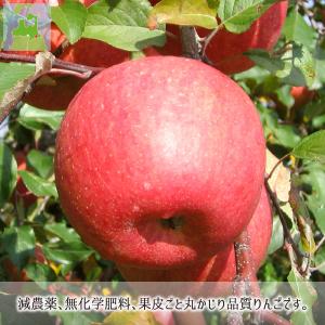 サンふじ 葉とらず 10kg 減農薬 無化学肥...の詳細画像2