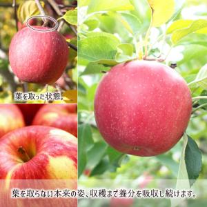 サンふじ 葉とらず 10kg 減農薬 無化学肥...の詳細画像3