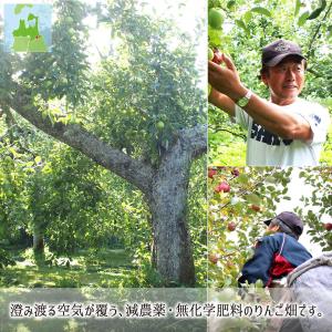 サンふじ 葉とらず 10kg 減農薬 無化学肥...の詳細画像5